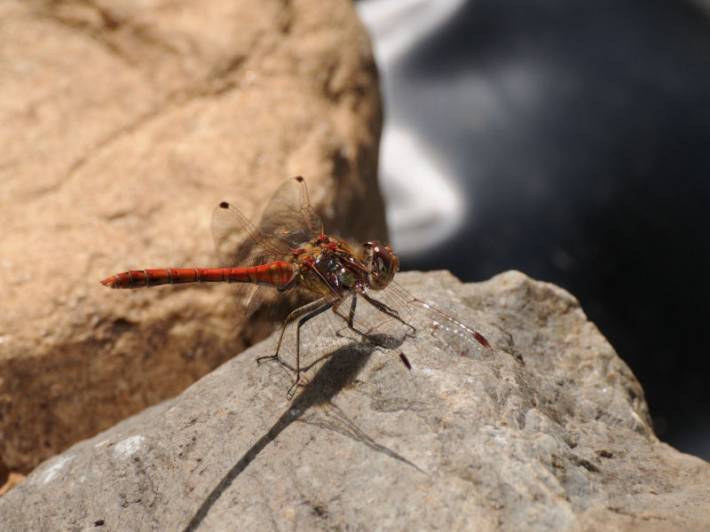 Sympetrum striolatum
